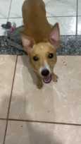 Penélope 