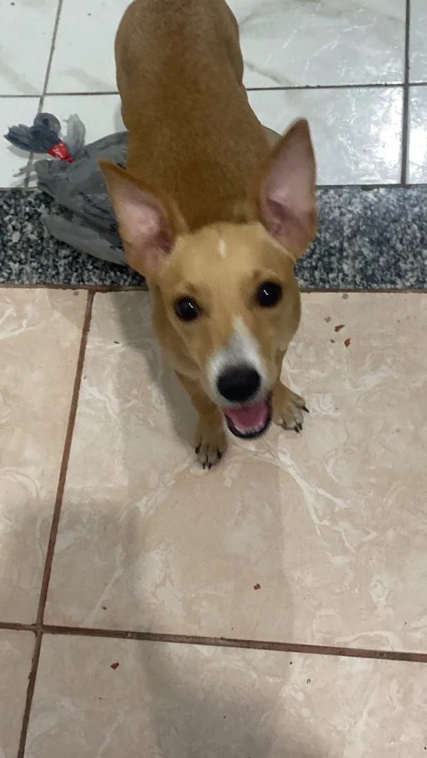 Cachorro raça SRD-ViraLata idade 2 a 6 meses nome Penélope 