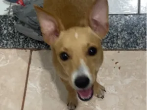 Cachorro raça SRD-ViraLata idade 2 a 6 meses nome Penélope 