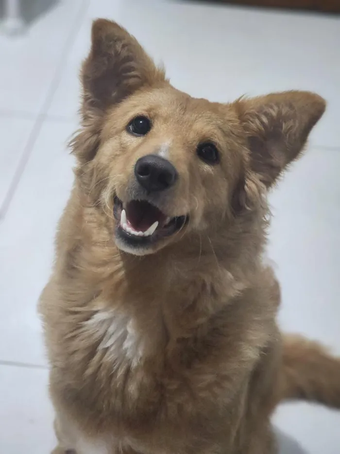 Cachorro raça SRD-ViraLata idade 7 a 11 meses nome Zoe