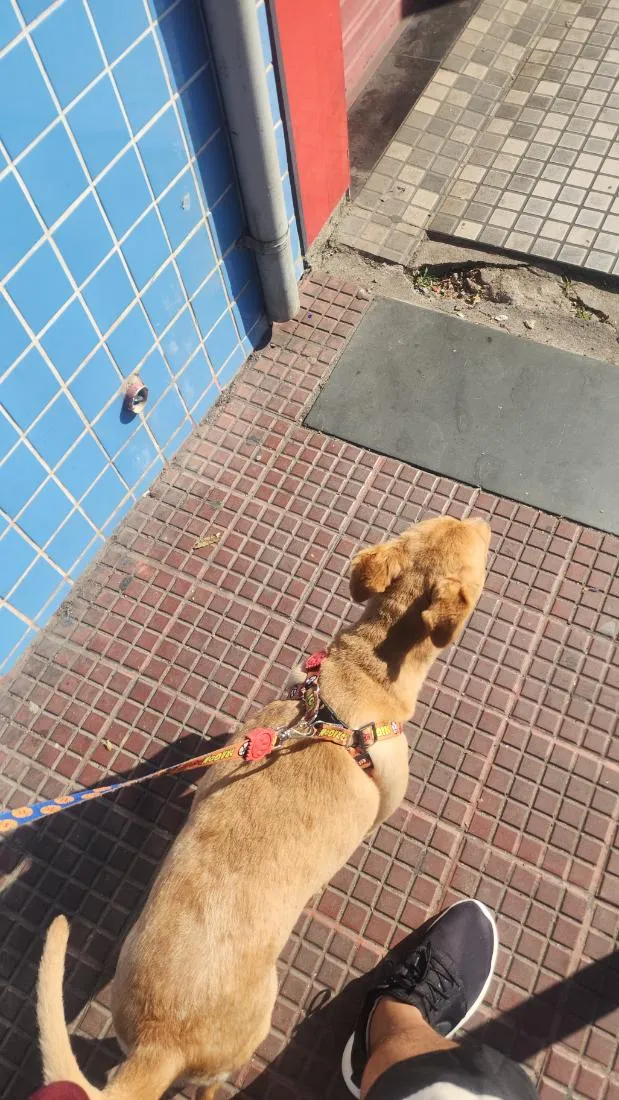 Cachorro raça SRD-ViraLata idade 7 a 11 meses nome Zoe