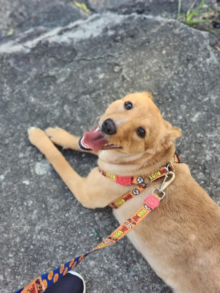 Cachorro raça SRD-ViraLata idade 7 a 11 meses nome Zoe
