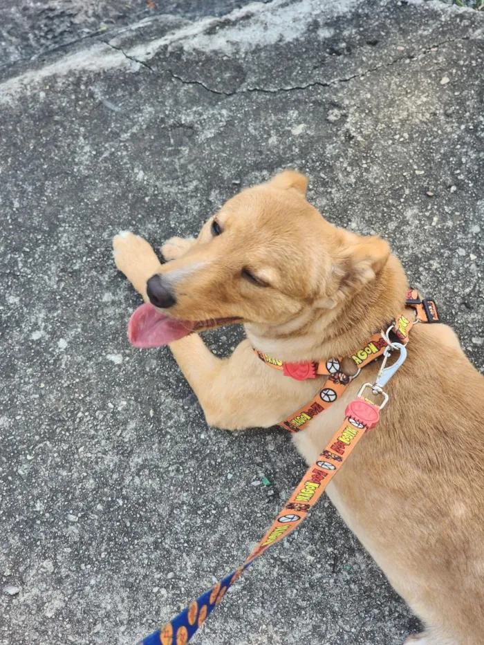 Cachorro raça SRD-ViraLata idade 7 a 11 meses nome Zoe