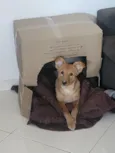 Zoe