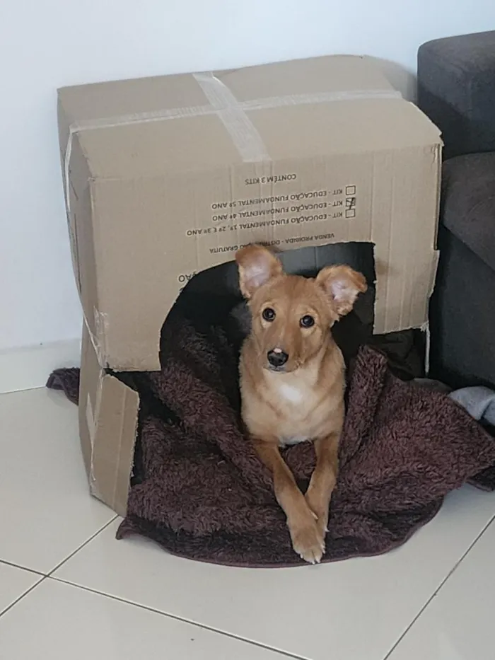 Cachorro raça SRD-ViraLata idade 7 a 11 meses nome Zoe