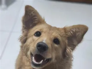 Cachorro raça SRD-ViraLata idade 7 a 11 meses nome Zoe