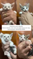 GATINHOS AMOROS 