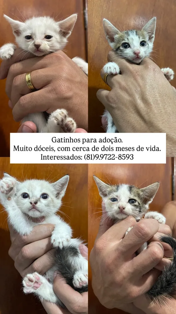 Gato raça SRD-ViraLata idade 2 a 6 meses nome GATINHOS AMOROS 