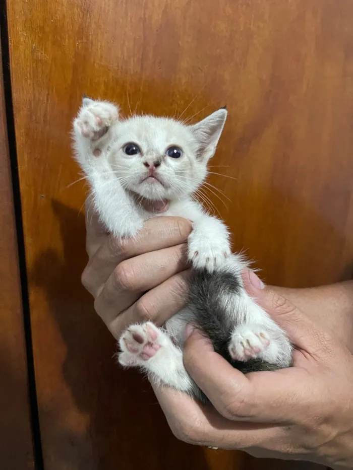 Gato raça SRD-ViraLata idade 2 a 6 meses nome GATINHOS AMOROS 