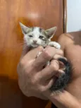 GATINHOS AMOROS 