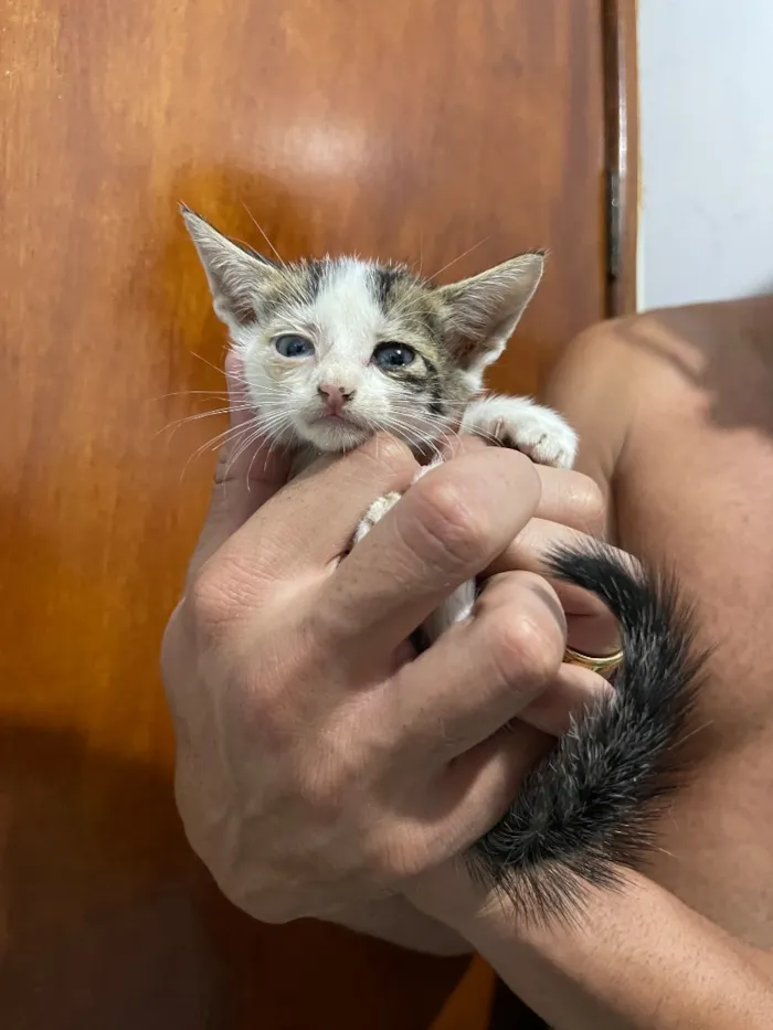 Gato raça SRD-ViraLata idade 2 a 6 meses nome GATINHOS AMOROS 
