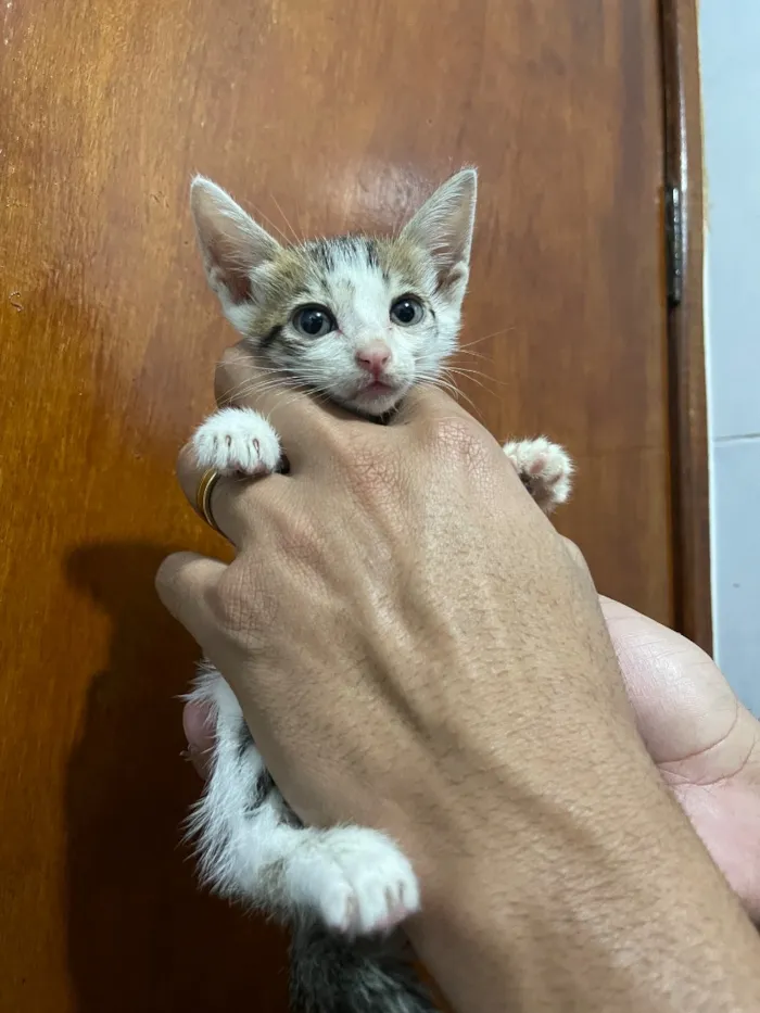 Gato raça SRD-ViraLata idade 2 a 6 meses nome GATINHOS AMOROS 