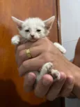 GATINHOS AMOROS 