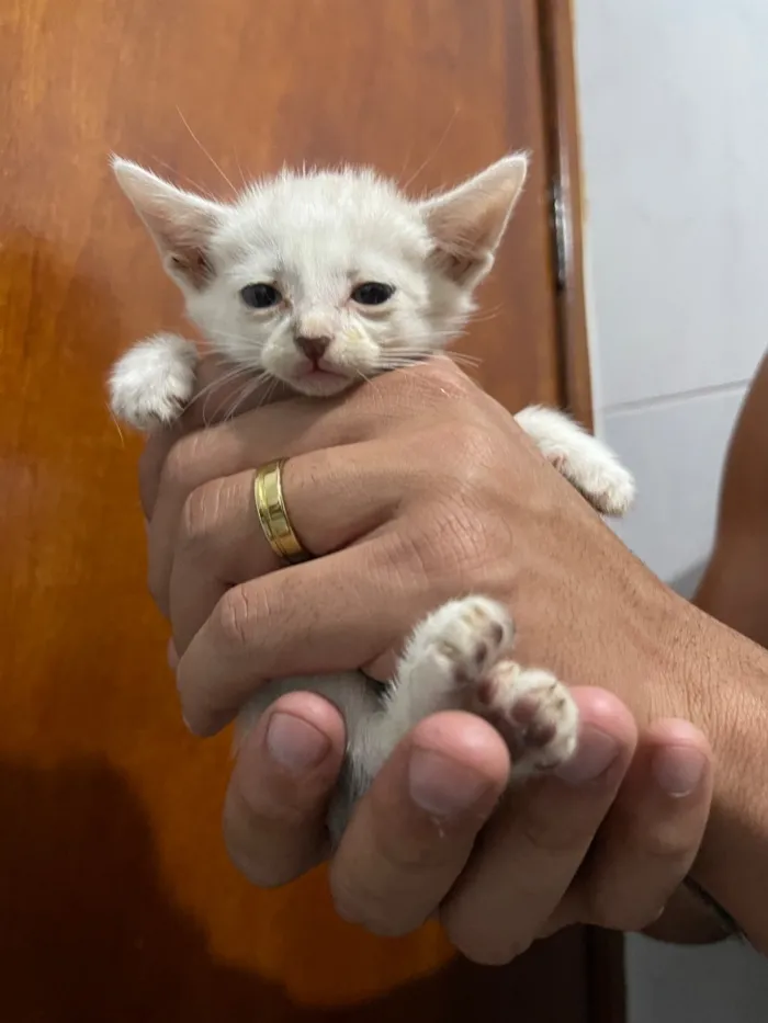 Gato raça SRD-ViraLata idade 2 a 6 meses nome GATINHOS AMOROS 