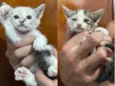 GATINHOS AMOROS 