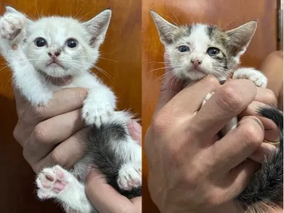Gato raça SRD-ViraLata idade 2 a 6 meses nome GATINHOS AMOROS 
