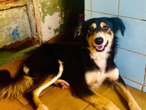 Cachorro raça SRD-ViraLata idade 1 ano nome Panda
