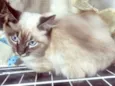 ARI MIX
