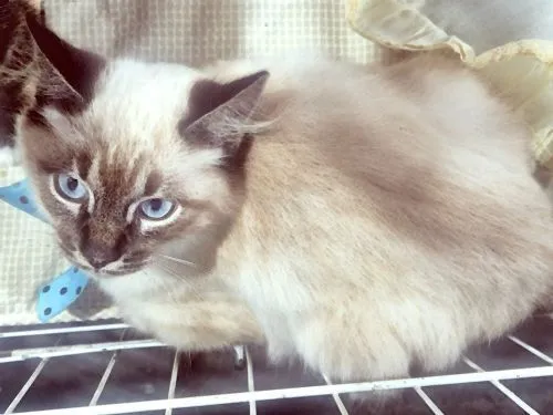 Gato raça SRD-ViraLata idade 2 a 6 meses nome ARI MIX