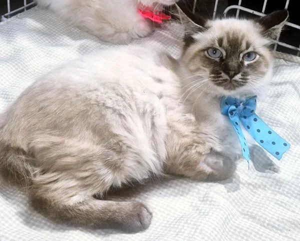 Gato raça SRD-ViraLata idade 2 a 6 meses nome ARI MIX