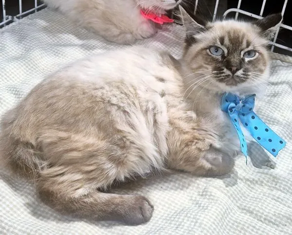Gato raça SRD-ViraLata idade 2 a 6 meses nome ARI MIX