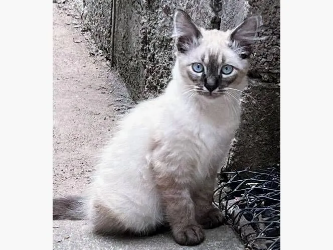Gato raça SRD-ViraLata idade 2 a 6 meses nome ARI MIX