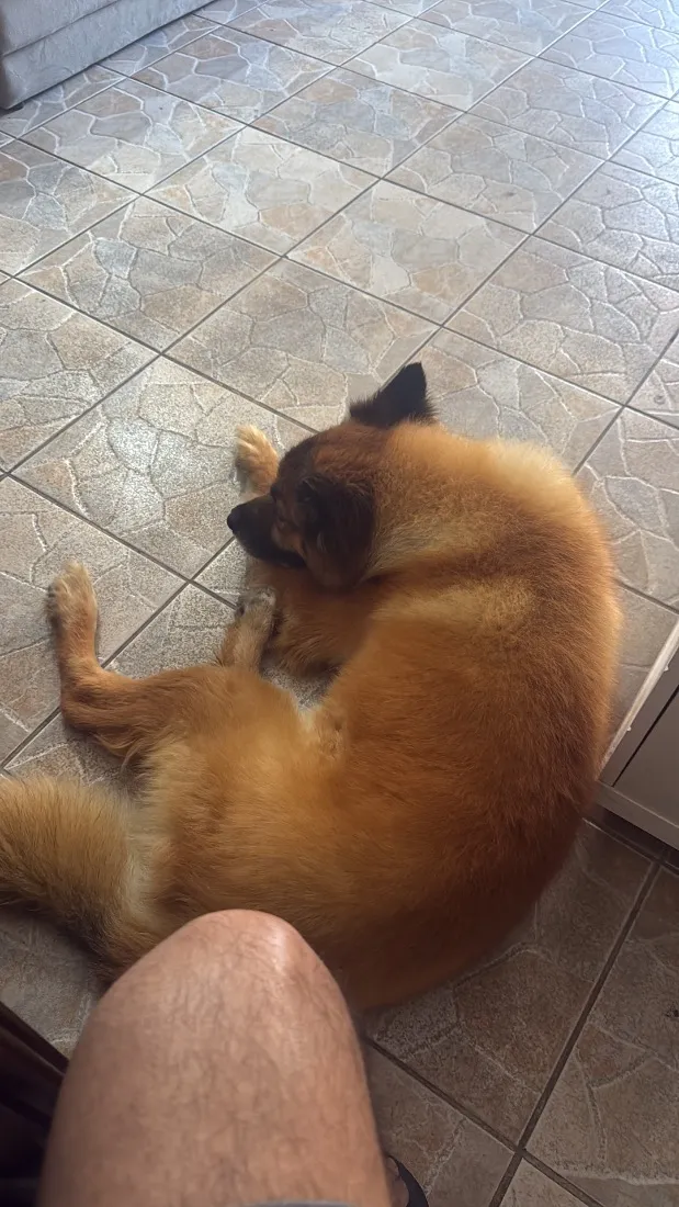 Cachorro raça SRD-ViraLata idade 6 ou mais anos nome Hulk