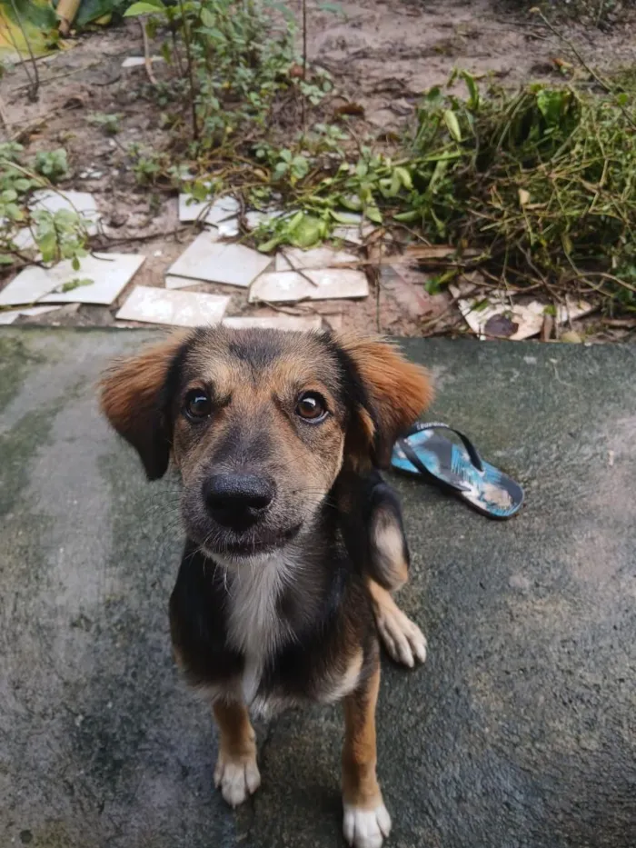 Cachorro raça SRD-ViraLata idade 2 a 6 meses nome Melissa