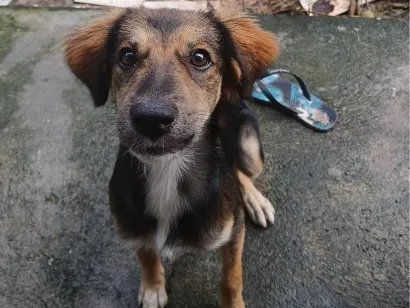 Cachorro raça SRD-ViraLata idade 2 a 6 meses nome Melissa