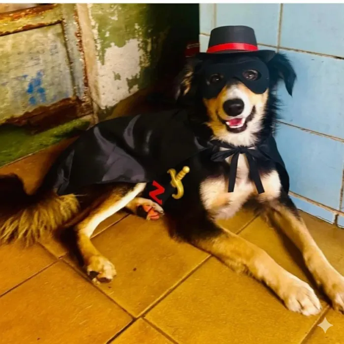 Cachorro raça SRD-ViraLata idade 1 ano nome Panda