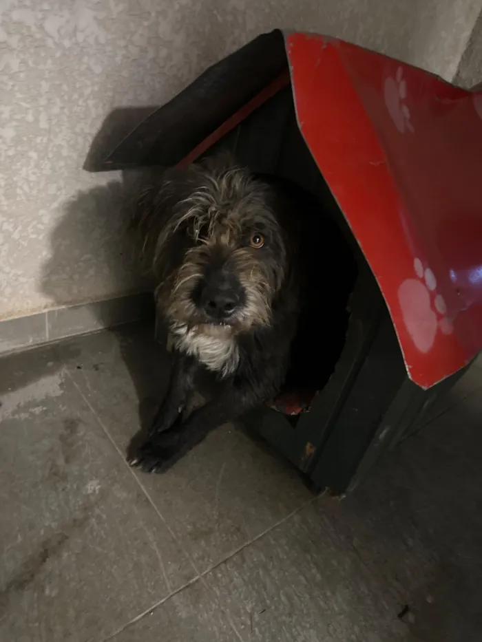 Cachorro raça SRD-ViraLata idade 1 ano nome Belinha