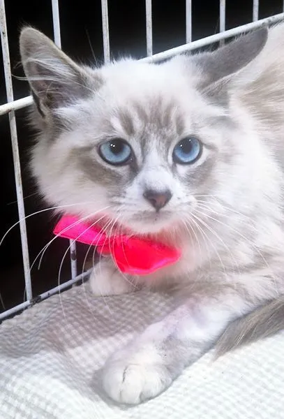 Gato raça SRD-ViraLata idade 2 a 6 meses nome LEILA MIX