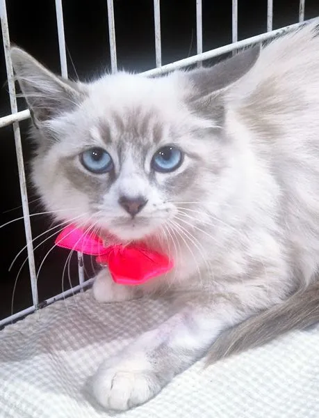 Gato raça SRD-ViraLata idade 2 a 6 meses nome LEILA MIX