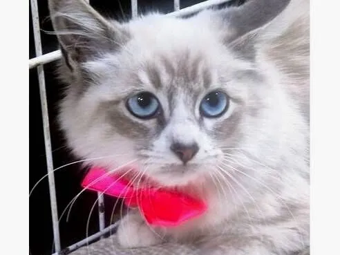 Gato raça SRD-ViraLata idade 2 a 6 meses nome LEILA MIX