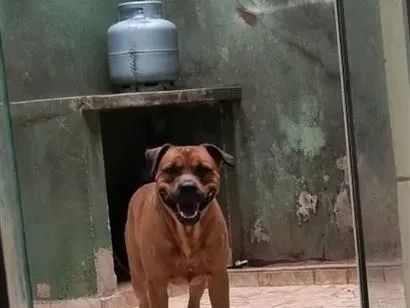 Cachorro raça Rottweiler idade 2 anos nome Dobbe