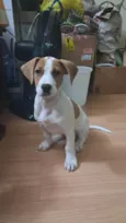 Mel