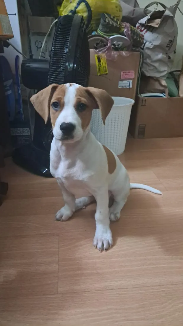 Cachorro raça SRD-ViraLata idade 2 a 6 meses nome Mel