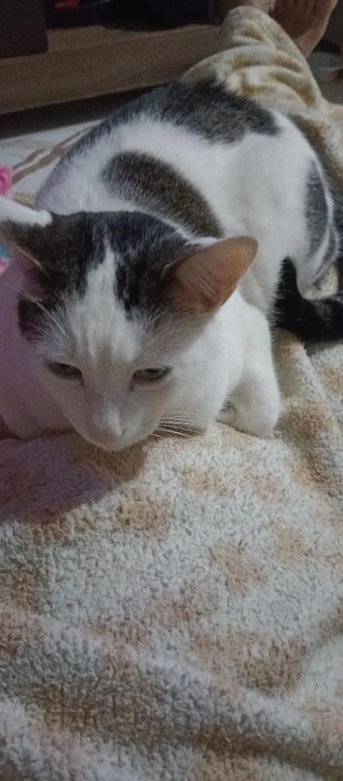 Gato raça Persa idade 3 anos nome Tom