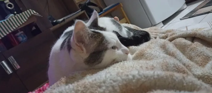 Gato raça Persa idade 3 anos nome Tom