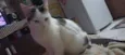 Tom
