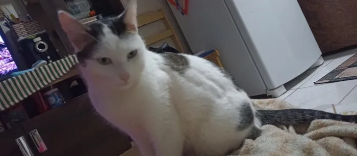 Gato raça Persa idade 3 anos nome Tom