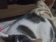 Tom