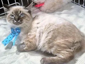 Gato raça SRD-ViraLata idade 2 a 6 meses nome ARI MIX