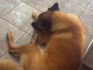 Cachorro raça SRD-ViraLata idade 6 ou mais anos nome Hulk