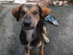 Cachorro raça SRD-ViraLata idade 2 a 6 meses nome Melissa