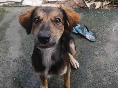 Cachorro raça SRD-ViraLata idade 2 a 6 meses nome Melissa
