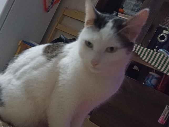 Tom - São Carlos