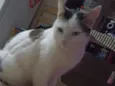 Tom