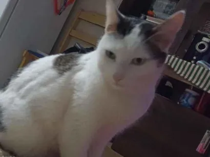 Gato raça Persa idade 3 anos nome Tom