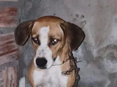 Cachorro raça SRD-ViraLata idade 2 anos nome marinete
